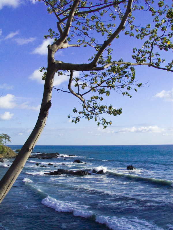 Tree And Playa Hermosa